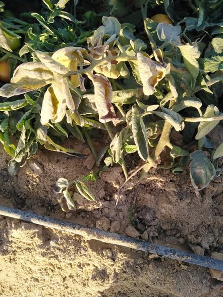 ايه الاصابة وماهو العلاج